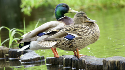 Wild drake and duck