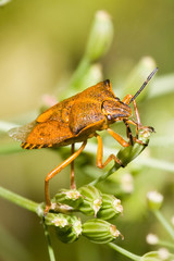 Macrofotografia di un insetto Carpocoris mediterraneus