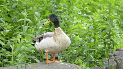 Wild duck on a background