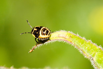 Macrofotografia di un insetto Malachius bipustulatus