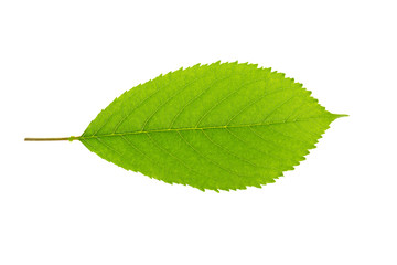 Obraz premium a leaf of a cherry tree on a white background