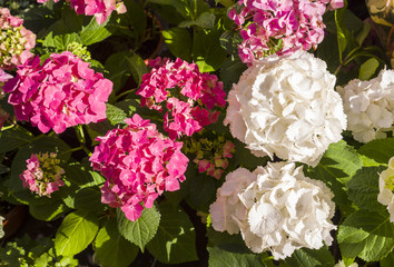 Pink and white hydrangea flowers against the background of green leaves are lit by the sun in the garden