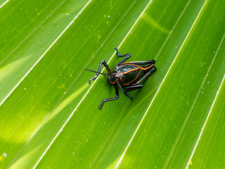 Macrofotografia di un insetto Romalea microptera