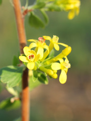 Yellow blackcurrant flowers in bloom