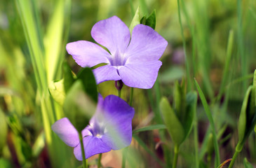 Forest flower violets close-up