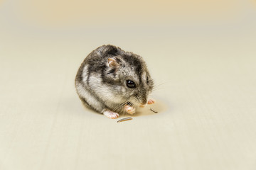 Hamster gray Siberian on a yellow background. eats