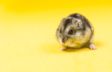 Hamster gray Siberian on a yellow background. eats
