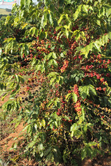 Fototapeta premium Coffee field