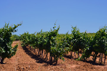 Fototapeta na wymiar Sicily Vineyard 1