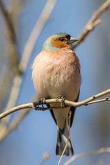 chaffinch close up