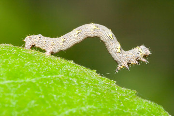 Macrofotografia di un insetto geometride