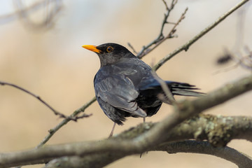 curious blackbird on a branch