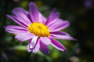 goccia di acqua su fiore rosa viola sfocato