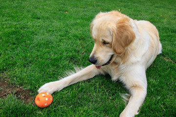 Golden Retriever gioca sul prato