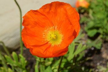 Fototapeta premium Poppy