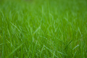 field of green gras  with dept of field natural nature background