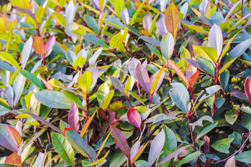 Tea green leaves under the sun. Tea bush