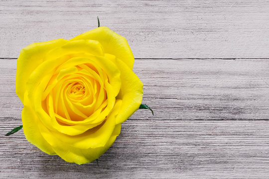 Single Yellow Rose on Rustic Table