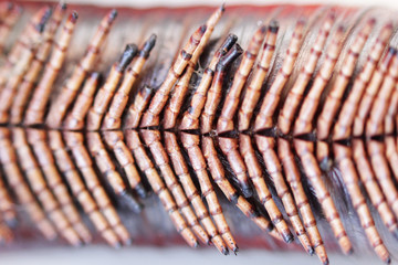 set of extremities of giant African millipede. Macro.
