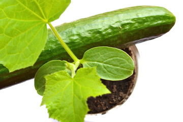 Small sprout in pot and big green cucumber on white background