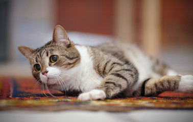 Fototapety na wymiar - Fototapeta24.pl