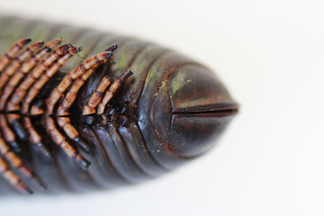 set of extremities and the rear tail of giant African millipede. Macro.