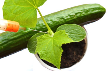 Injection of medical syringe with yellow liquid fertilizer in a green fresh sprout in pot and big cucumber on white background