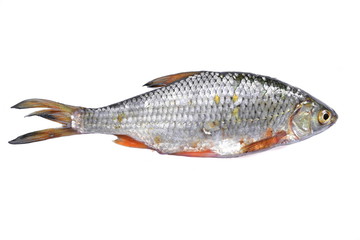 River fresh fish. Isolated. White background