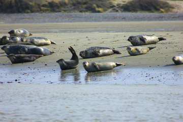 les phoques de la baie de somme en picardie