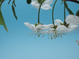 Buds of cherry blossoms are white. Blue background.