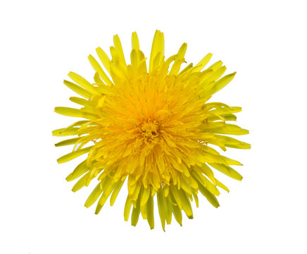 Yellow sow-thistle flower cut out from the background