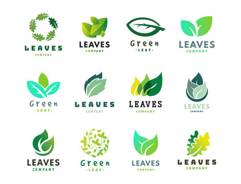 Green leaf eco design friendly nature elegance symbol and natural element ecology organic vector illustration.