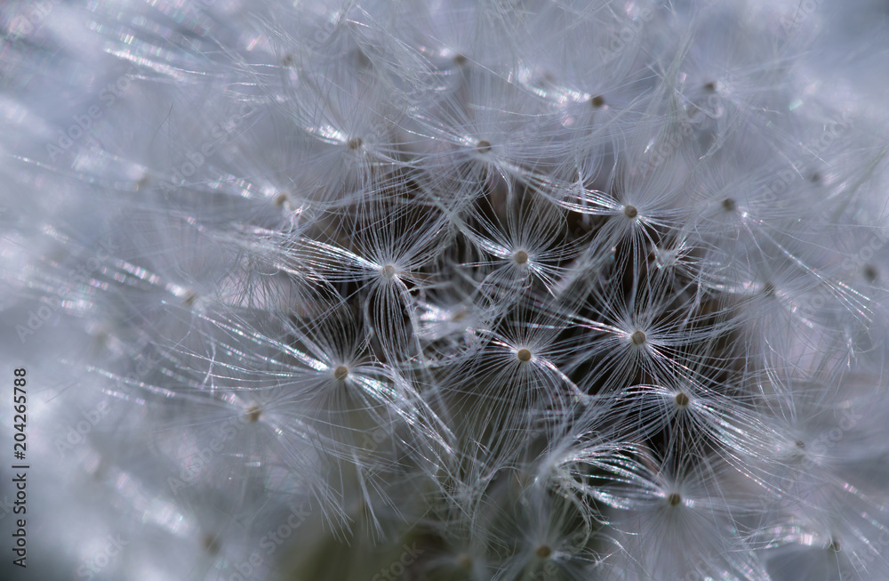 Wall mural close up of dandelion seed head