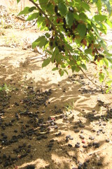 Adriculture, field, Brazil