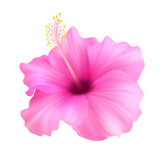 Realistic pink hibiscus. The symbol of rare elegant beauty.