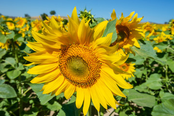 Fototapeta premium Campo de girasoles, La Rioja, España
