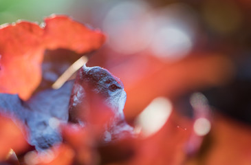 close up of fresh red radicchio chicory leaves in homegrown garden in sunlight © Barbara C