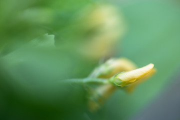 close up of red spotted clover, medicago arabica with yellow flowers