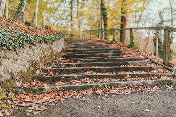 Staircase in the woods