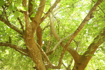 Adriculture, field, Brazil