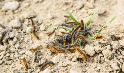 Group family of spring caterpillars on sandy ground