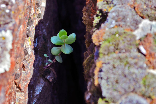 Hylotelephium ewersii growing in the crevice of stone
