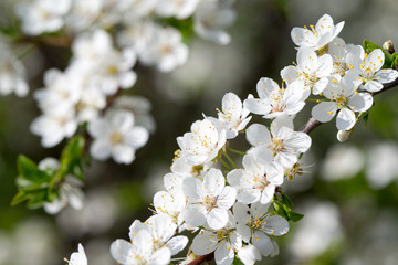 Spring border background with blossom, close-up. Abstract floral spring background. Blossoms over blurred nature background