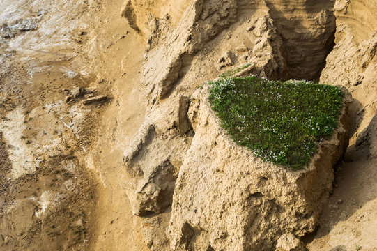 View of canyon with growing vegetation from the top - formation from sand and clay