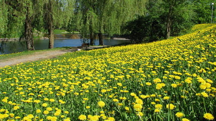 Yellow dandelions bloom in a meadow by the city water channel. The city of Minsk is Antonov Park.