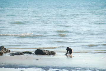 Macaque monkeys walking at a beach