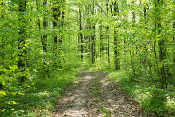 Forest trees. nature green wood sunlight backgrounds
