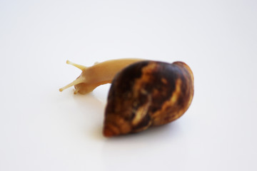 young snail Ahatina agate shell on a white background.
