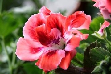 pretty flower of geranium potted plant