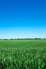 Obraz premium green field and blue sky with clouds